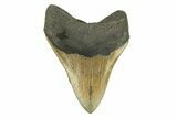 Serrated, Fossil Megalodon Tooth - North Carolina #295367-1